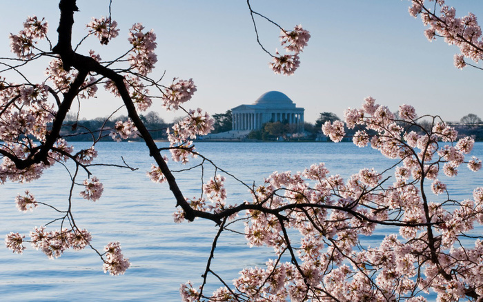 Washington DC Cherry Blossoms