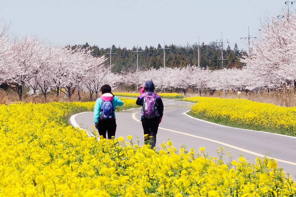 korea-cherry-blossom13