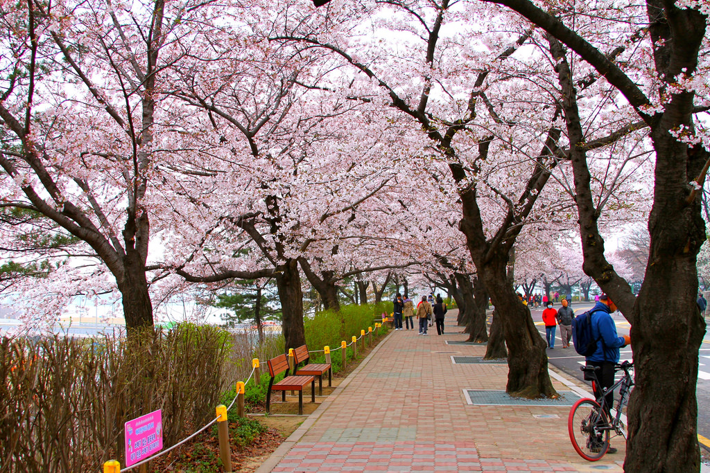 spring festival Yeouido