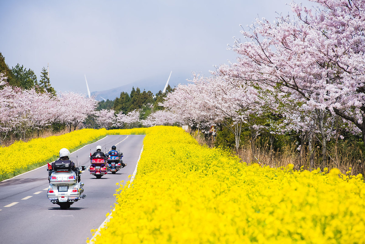 spring festival jeju island