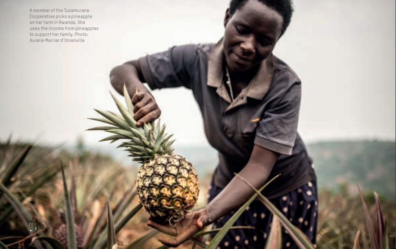 A member of the Tuzamurane Cooperative picks a pineapple on her farm in Rwanda. She uses the income from pineapples to support her family