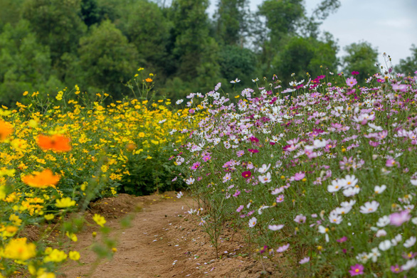 flower island