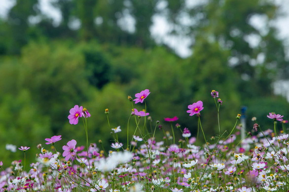 flower island