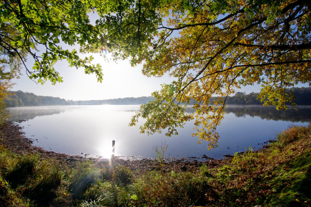 Rambouillet forest