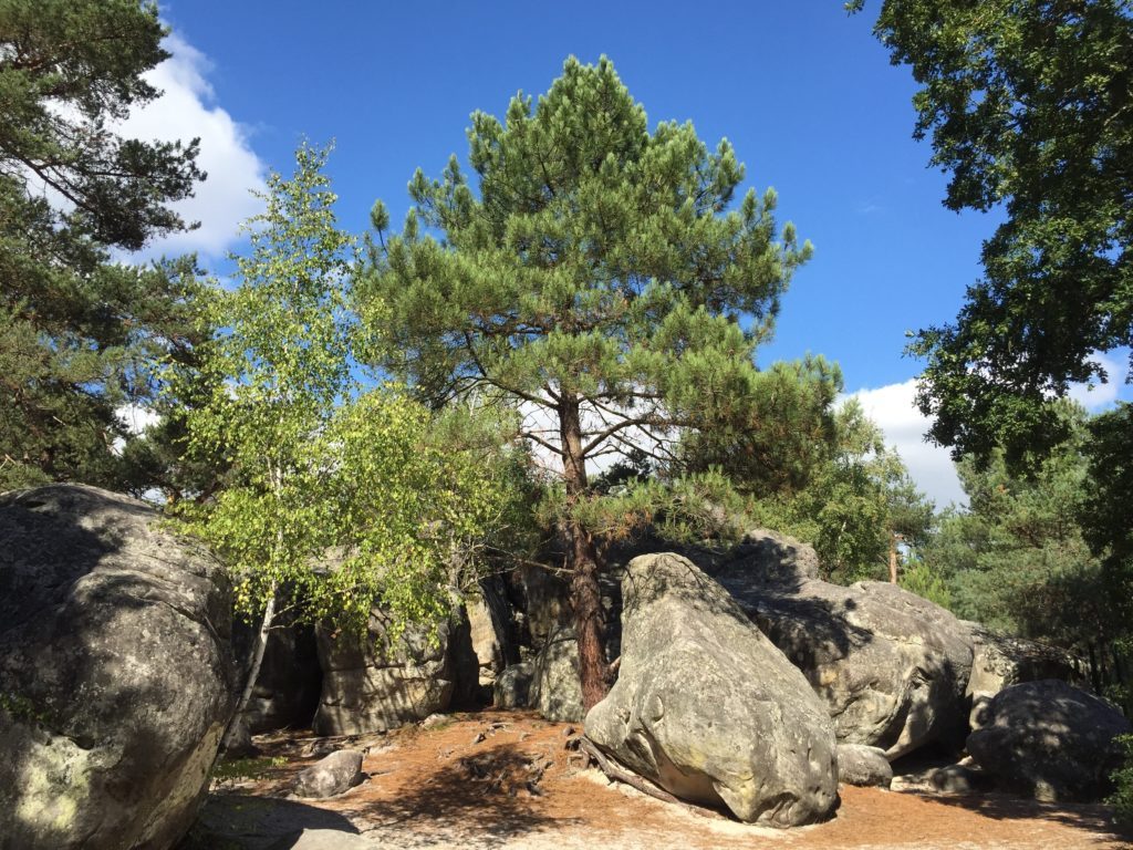 The forest of Fontainebleau