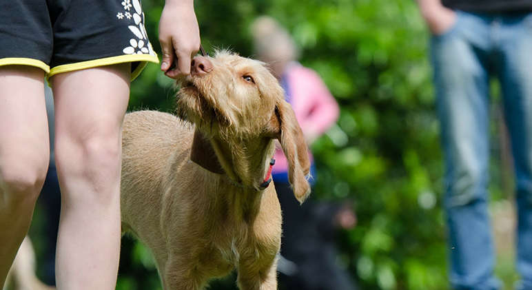 Dog-Trainer-vs-Dog-Behaviorist